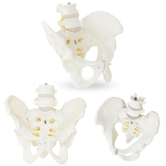 shumee Anatomski model moške medenice z ledvenimi vretenci v merilu 1:1