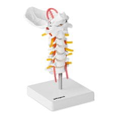 shumee Anatomski model človeške vratne hrbtenice v merilu 1:1