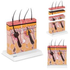 shumee Anatomski model prereza človeške kože