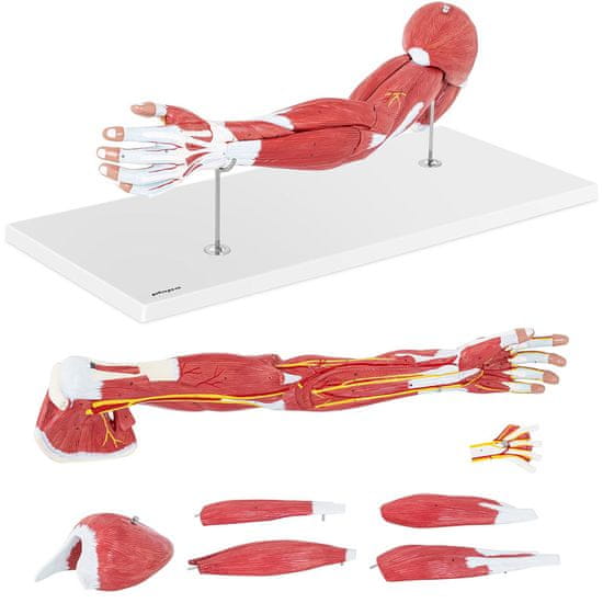 shumee 3D anatomski model roke v merilu 1:1