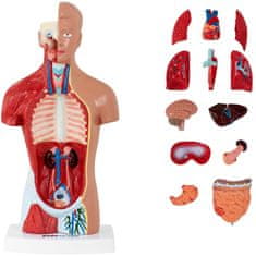 shumee 3D anatomski model človeškega trupa
