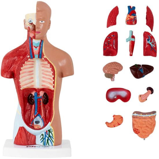 shumee 3D anatomski model človeškega trupa