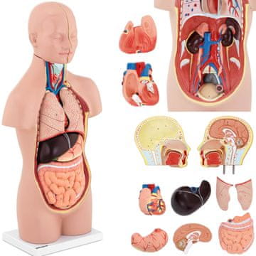 shumee 3D anatomski model človeškega trupa z odstranljivimi organi