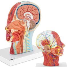 shumee 3D anatomski model človeške glave in vratu v merilu 1:1