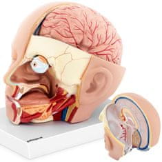 NEW 3D anatomski model človeške glave in možganov v merilu 1:1