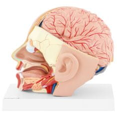 NEW 3D anatomski model človeške glave in možganov v merilu 1:1