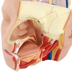 NEW 3D anatomski model človeške glave in možganov v merilu 1:1
