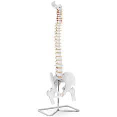 NEW Anatomski model človeške hrbtenice z moško medenico 86 cm