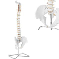shumee Anatomski model človeške hrbtenice z moško medenico 76 cm