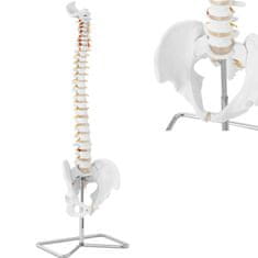 NEW Anatomski model človeške hrbtenice z moško medenico 76 cm