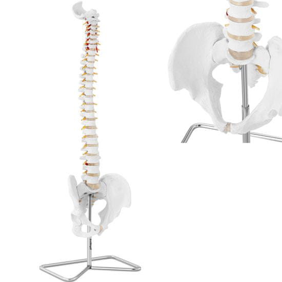 shumee Anatomski model človeške hrbtenice z moško medenico 76 cm