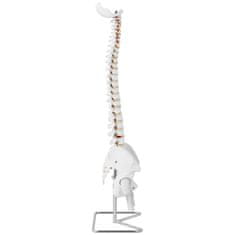NEW Anatomski model človeške hrbtenice z moško medenico 86 cm