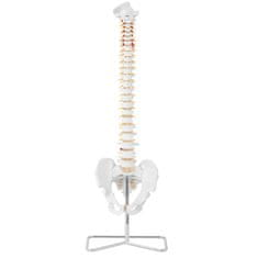 NEW Anatomski model človeške hrbtenice z moško medenico 76 cm