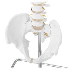 NEW Anatomski model človeške hrbtenice z moško medenico 76 cm