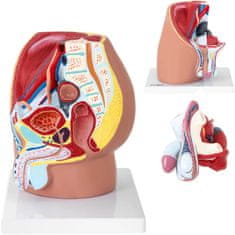 shumee 3D anatomski model moške medenice v merilu 1:1