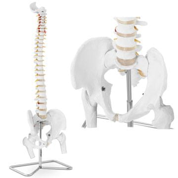 shumee Anatomski model človeške hrbtenice z moško medenico 86 cm