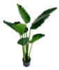 Shishi Strelitzia zelena, višina 120 cm