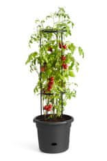 Elho Embalaža Green Basics Lonec za paradižnik - živa črna 33 cm