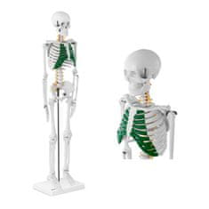 shumee Anatomski model človeškega okostja, 85 cm
