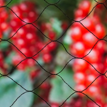 shumee Nature Mreža proti pticam Primo 10x10 m črna