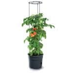 Prosperplast TOMATO GROWER sadilnik za paradižnik 29,5 cm antracit